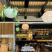 Chic restaurant interior featuring hanging plants, pendant lights, and a stylish bar area.